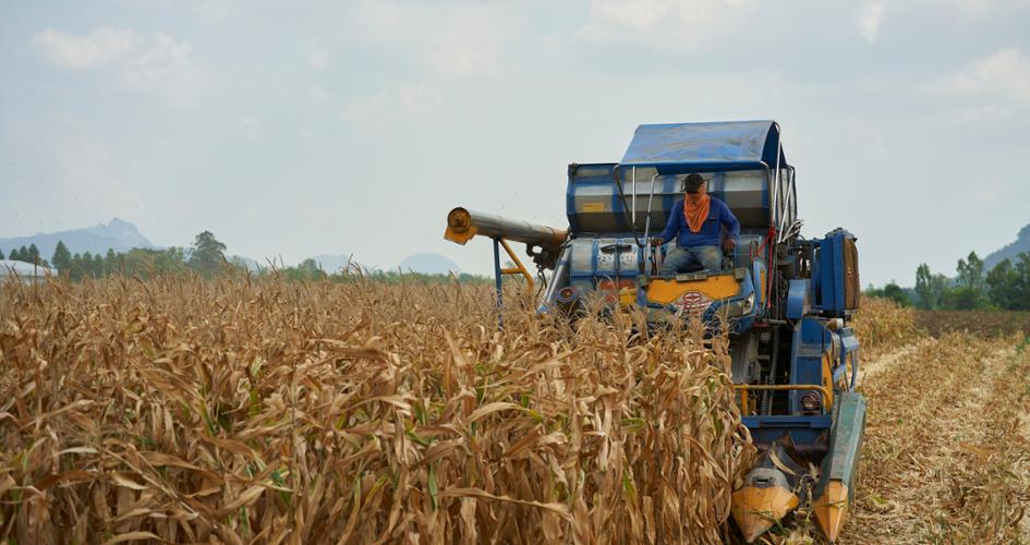 Plowing in maize field.